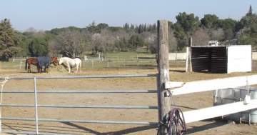 Paddock collectif pour chevaux à Fabrègues